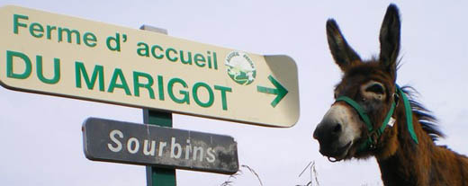Marché paysan à la Ferme du Marigot